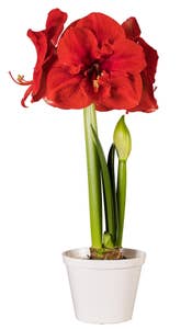 MIMEA Amaryllis i potte Rød, 12 cm