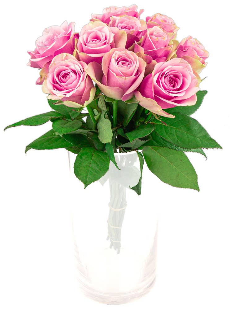 FreshFlowers Roser Belle Rose 50 cm