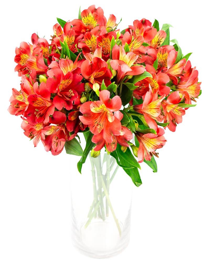 FreshFlowers Inkalilje rød 45cm