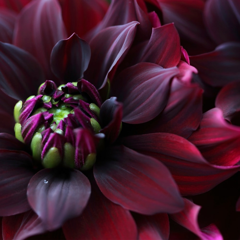 Duni Servietter Maroon Dahlia 3 lag, 33x33cm