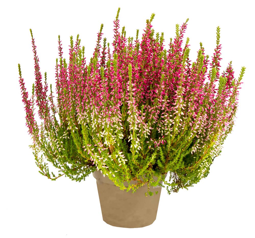 Calluna 35cm