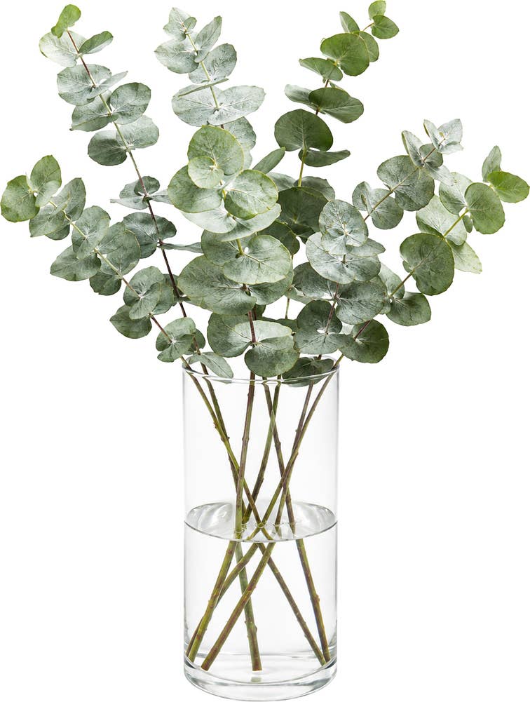 MIMEA Eucalyptus 45cm