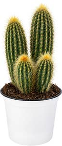 MIMEA Kaktus Vatricania 12 cm