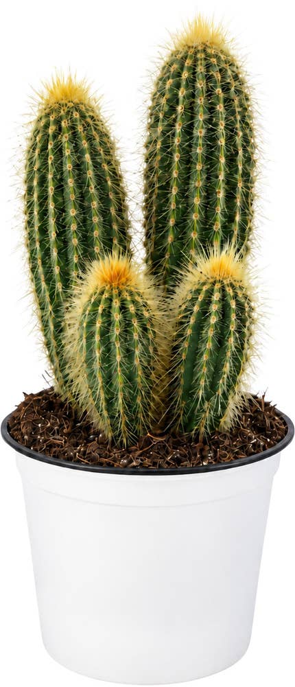 MIMEA Kaktus Vatricania 12 cm