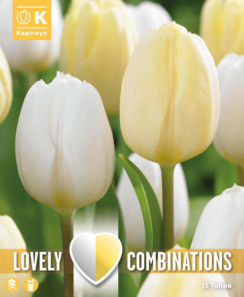 MIMEA Blomsterløk Tulipanmiks Duopack Hvit & Krem 20 stk løk