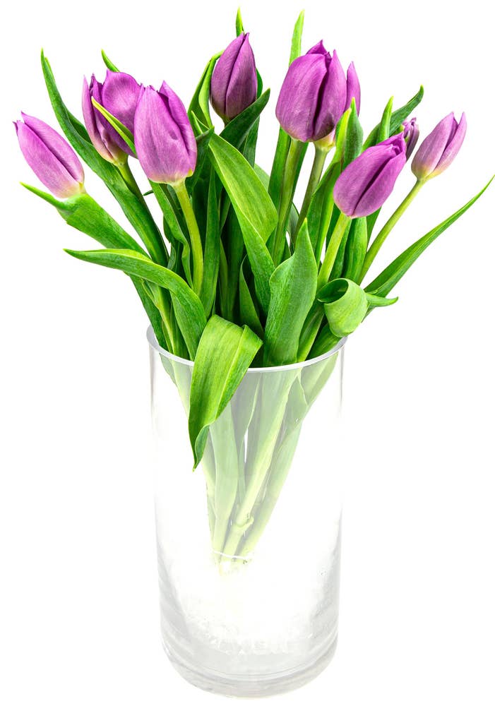 FreshFlowers Tulipaner Lilla