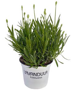 FreshFlowers Lavendel Hvit 35cm