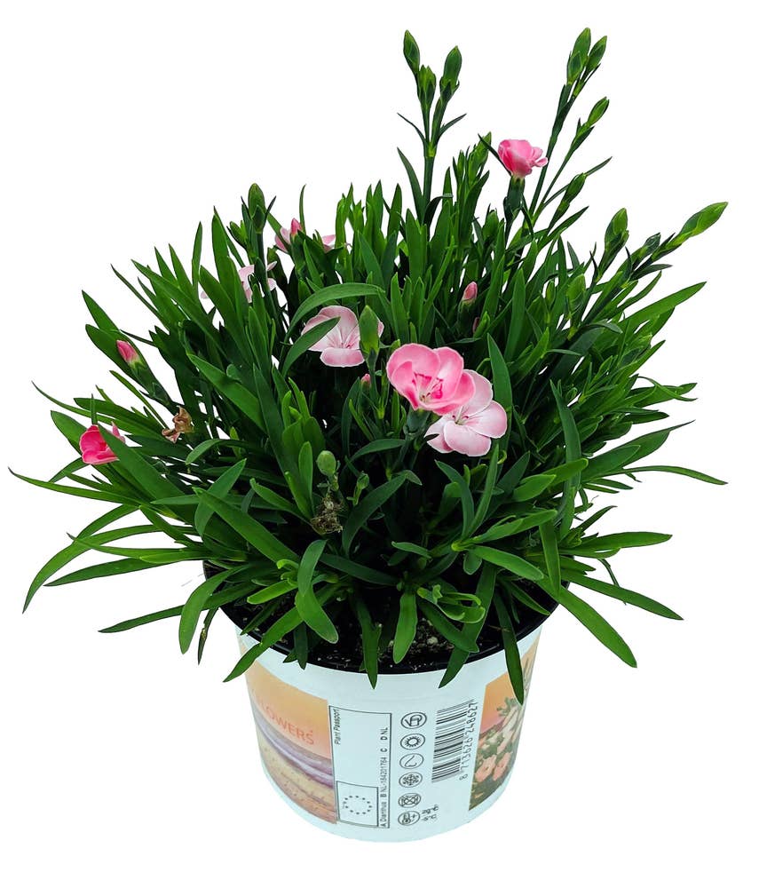 FreshFlowers Dianthus Peach Party 20cm