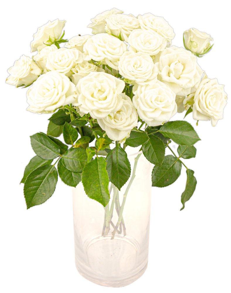 FreshFlowers Grenroser 50 cm