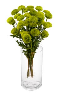 MIMEA Krysantemum grønn