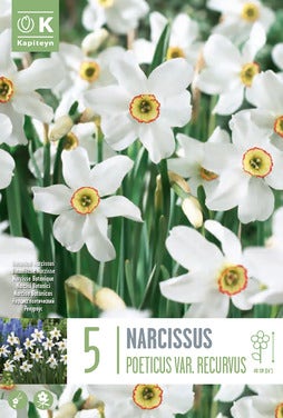 FreshFlowers Blomsterløk Narcissus Recurvus 5 Løk, Kapiteyn