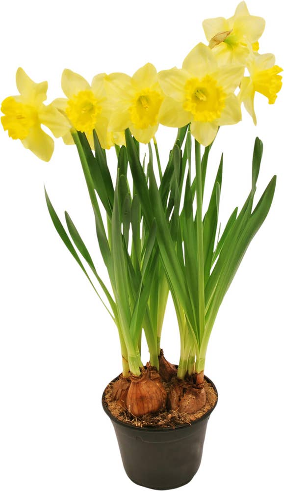 Spira Blommor Påsklilja Carlton