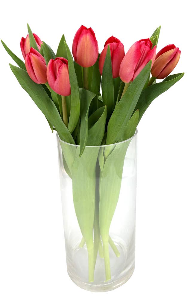 Mimea AS Tulpaner Röda 7-p Sverige