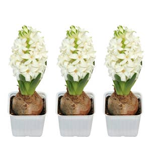 Mimea AS Hyacint Vit 3-pack Sweden