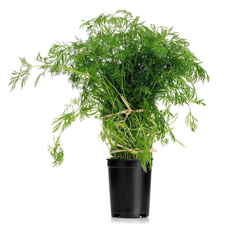 Dill Kruka EKO Klass1 Sverige