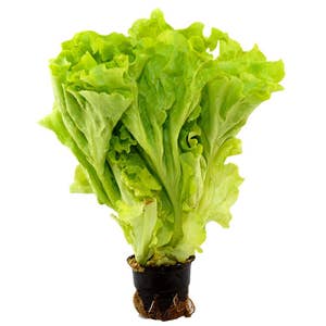 Plocksallad Kruka EKO Klass1 Sverige