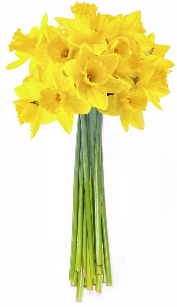 Mimea AS Påskliljor 30-pack i bunt