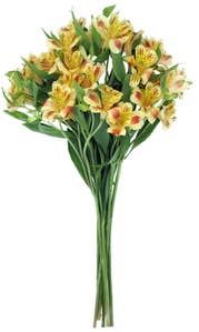 Mimea AS Alstroemeria Peach