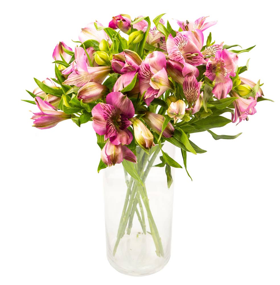 Mimea AS Alstroemeria rosa