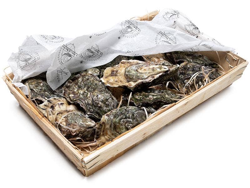 la Famille Boutrais Ostron Sentinelle