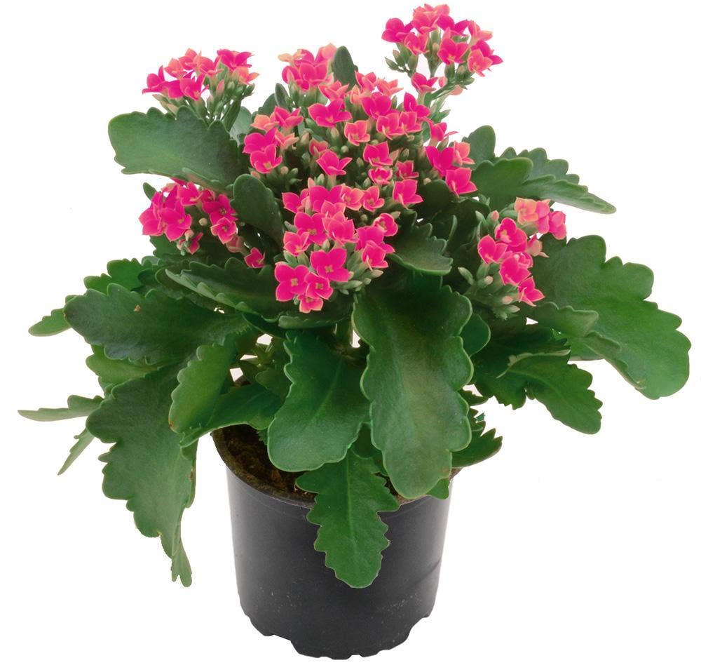 Mimea AS Kalanchoe Rosa