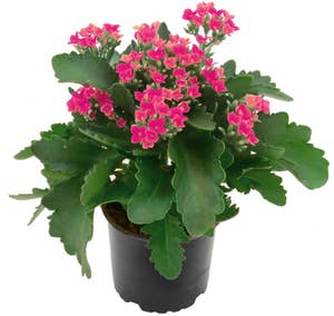 Mimea AS Kalanchoe Rosa
