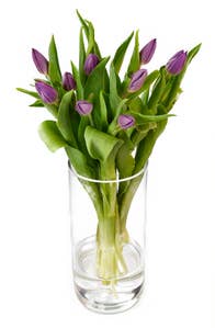 Mimea AS Tulpaner Lila 9-p