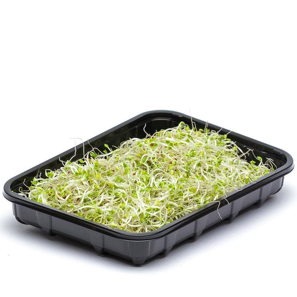 Broccoligroddar EKO/KRAV Klass1 Sverige