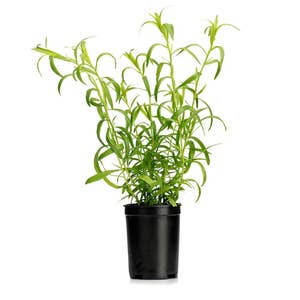 Fransk Dragon Kruka EKO Klass1 Sweden