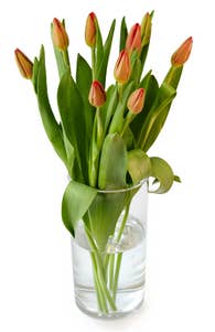 Mimea AS Tulpaner Orange 9-p