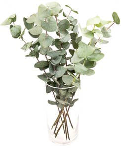 Mimea AS Eukalyptus