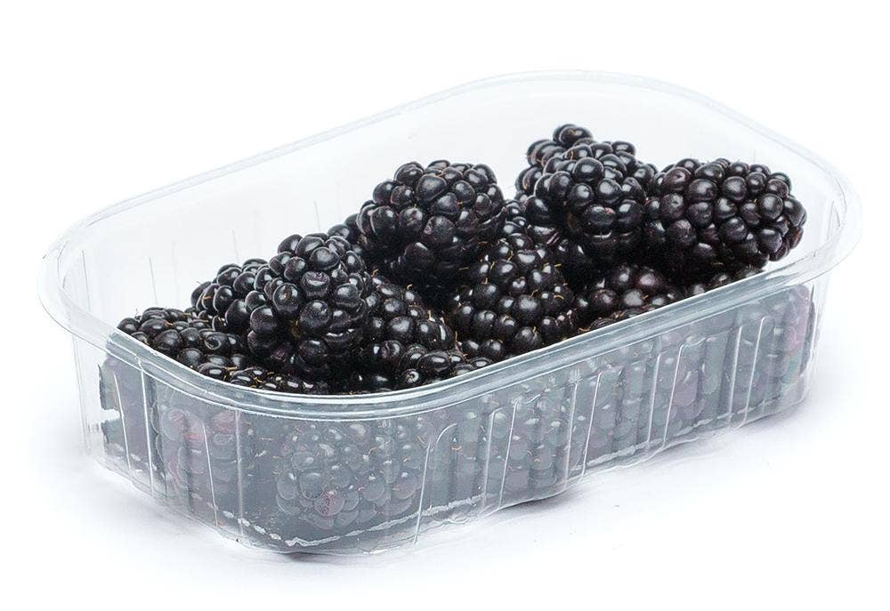 Björnbär Klass1 Nederländerna