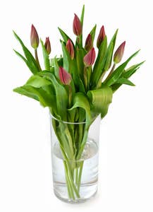 Mimea AS Tulpaner Röda 9-p