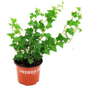 Mimea AS Murgröna Sverige