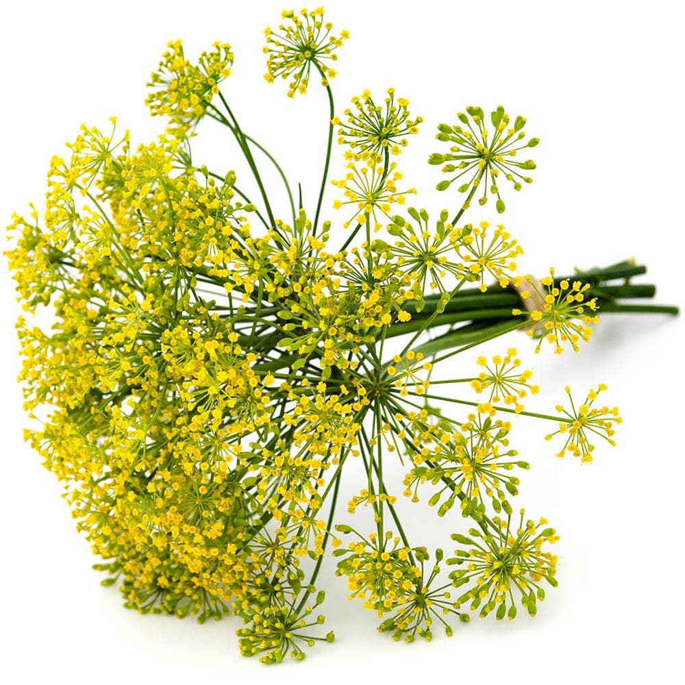 Krondill i knippe Klass1 Sverige