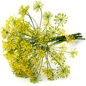 Krondill i knippe Klass1 Sverige