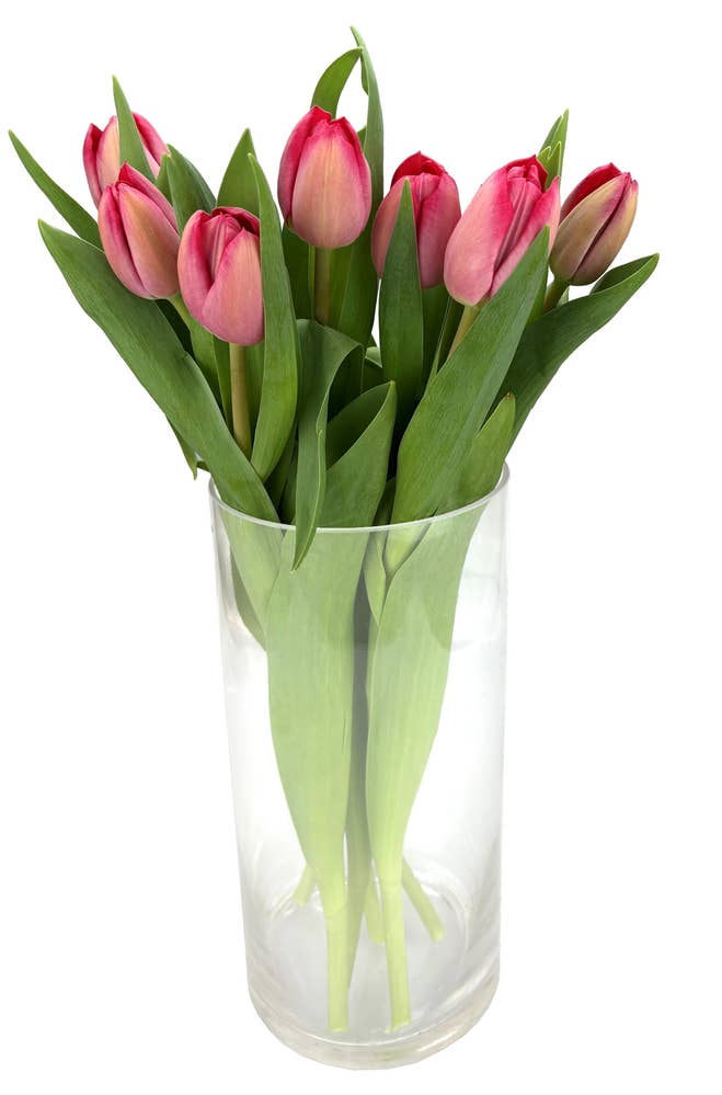 Mimea AS Tulpaner Rosa 7-p Sverige