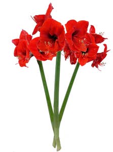 Mimea AS Amaryllis snitt 3-pack