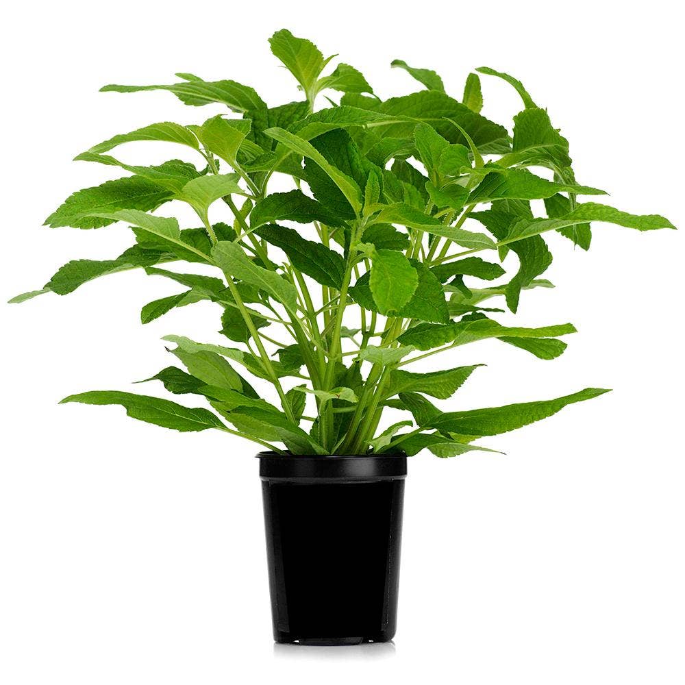 Salvia Kruka EKO Klass1 Sverige