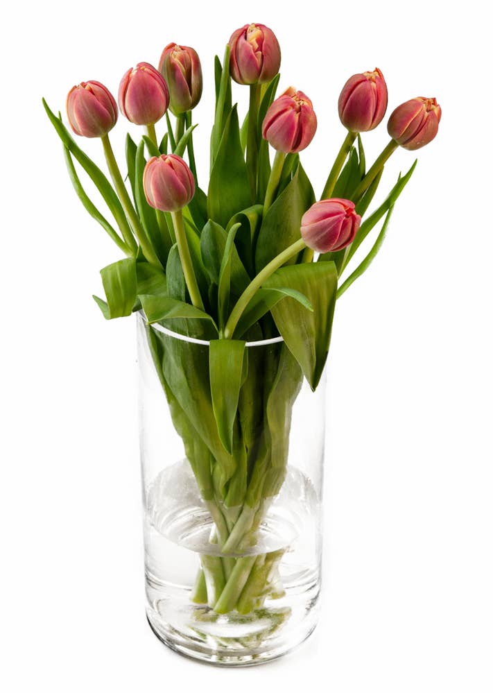 Mimea AS Tulpaner Rosa 9-p