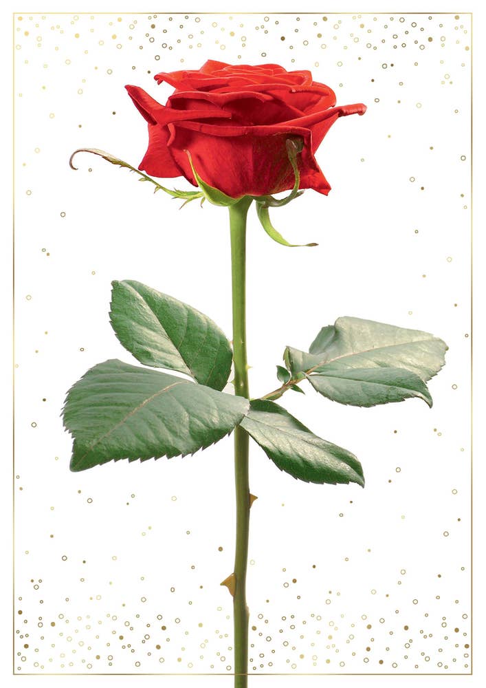 Pictura Kort med Kuvert Ros