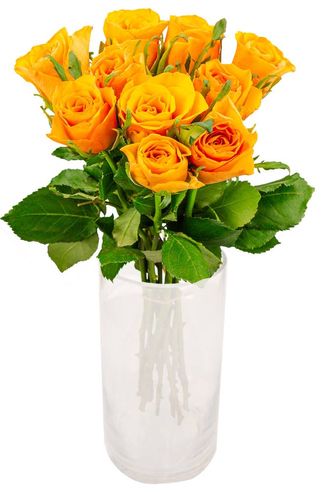 Mimea AS Rosor orange 10-pack