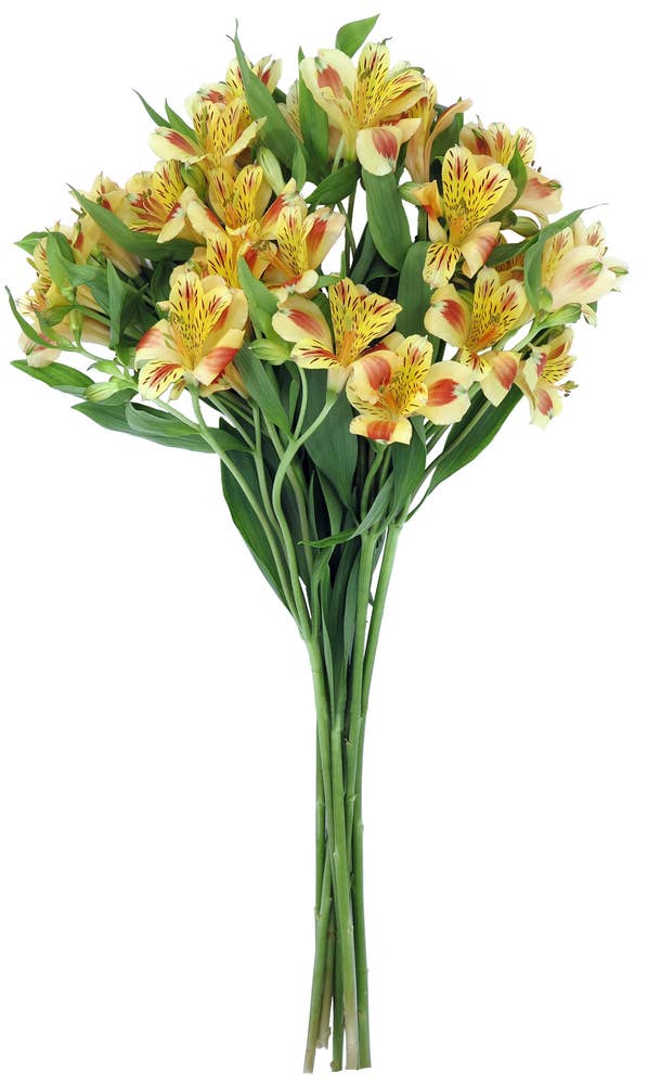 Mimea AS Alstroemeria Peach