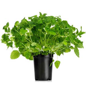 Citronmeliss Kruka EKO Klass1 Sverige