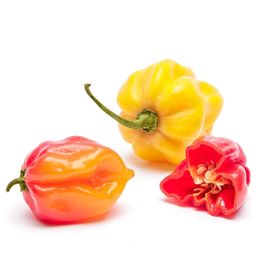 Habanero Klass1 Nederländerna