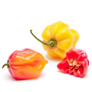 Habanero Klass1 Nederländerna