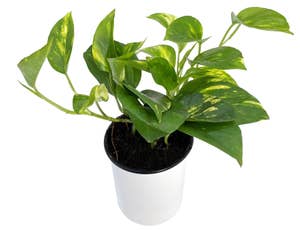 Mimea AS Gullranka 12cm epipremnum