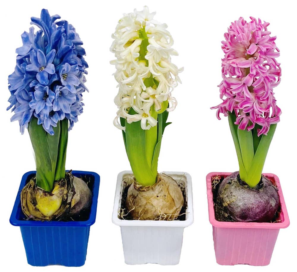 Mimea AS Hyacintmix 3-pack