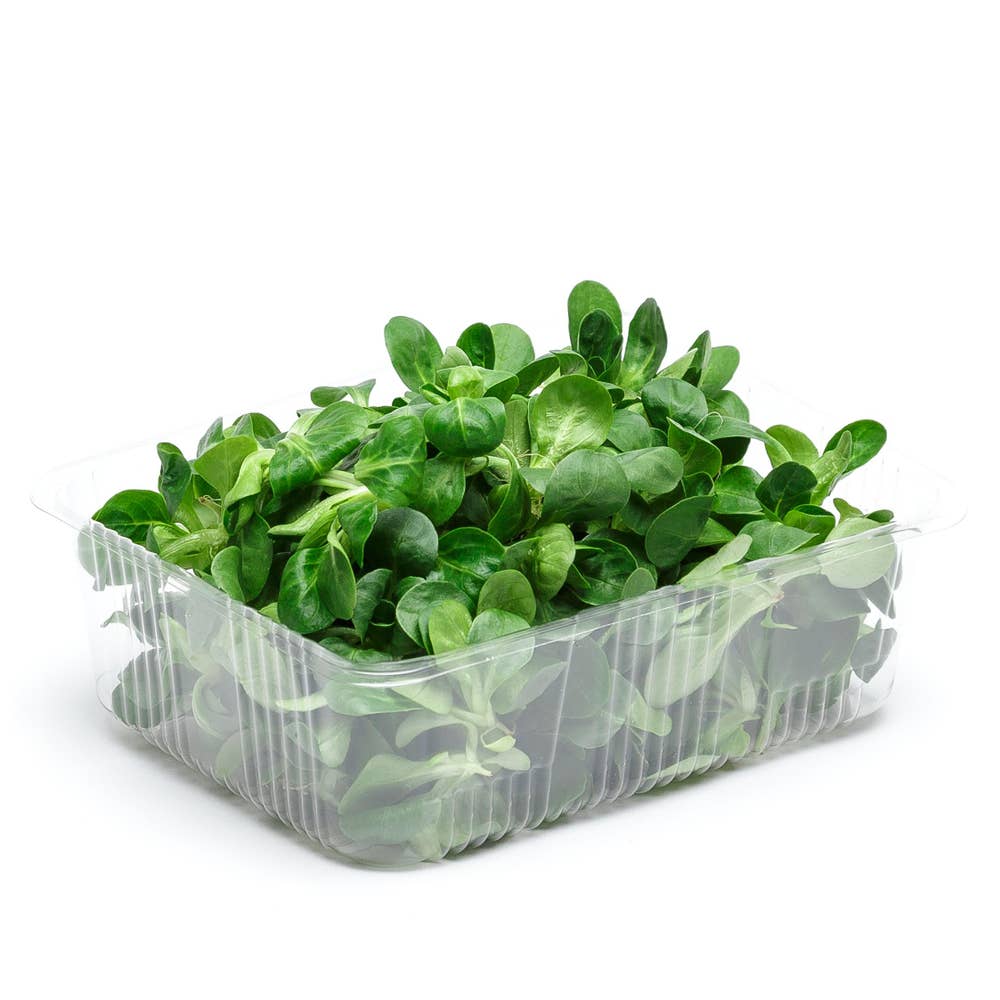 Sallad Mache Klass1 Italien