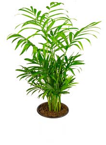 Mimea AS Bergpalm chamaedorea 1pc Nederländerna